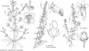 Image result for Bacopa floribunda