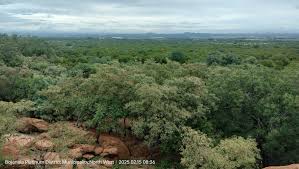 Image result for Pavetta eylesii