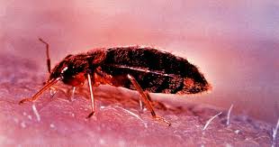 Encasements keep the bed bugs that are outside your mattress from getting in, and keep the bed bugs already inside your mattress from getting out and biting you. The Ultimate Guide To Bed Bugs Prevention And Treatment In Singapore