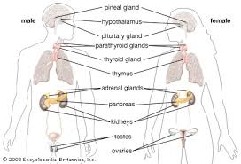 Check spelling or type a new query. Human Anatomy Students Britannica Kids Homework Help