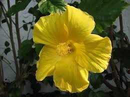 Their beautiful, colorful flowers brighten up the space. Stages Of A Hibiscus