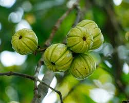 Image result for Garcinia volkensii