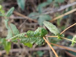 Image result for Pentanema indicum