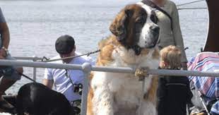 I huvudrollerna ses torsten lilliecrona, louise edlind, maria johansson, stephen lindholm med flera. Sidan Finns Inte Blidosundsbolaget Astrid Lindgren Dogs Animals