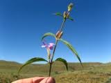 Image result for Barleria lancifolia