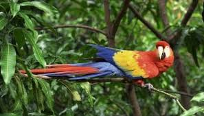 They are found all over the world but the majority of the tropical rainforests are one of the oldest biomes on earth and therefore have a great variety of animals living there. Animals Tropical Rainforest Various Tropical Rainforest Animals Conserve Energy Future The Rainforest Alliance Works Hard To Protect Rainforests And The Biodiversity Within Them Through The Sustainable Management Of Tropical