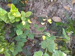 Image result for Rhynchosia caribaea