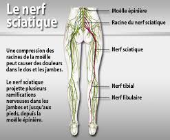 Resultat De Recherche D Images Pour Colonne Vertebrale Et Nerfs