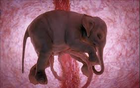 Diagram of a human uterus during the fourth month of pregnancy. Longest Gestation Period In Animals Storytimes