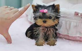 Teacup Yorkies For Sale In Usa Yorkie Puppy For Sale Yorkie Puppy Teacup Yorkie Puppy