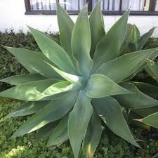 Image result for Buchnera attenuata