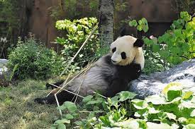 上野動物園パンダ公開延期で怒り狂う | panda in the park the umbrella is destroyed. Qz Upbnukctnzm