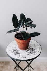 Plant of this variety needs more natural light than most of the other variety. Rubber Tree Ficus Elastica Houseplant Academy Houseplant Courses And Education For The Indoor Plant Person