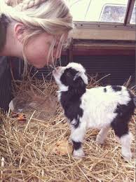 Baby Goat Mit Bildern Susseste Haustiere Ausgestopftes Tier Babyziegen