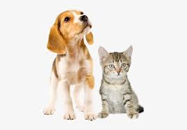 This beautiful 3d picture of a puppy and kitten is wonderful for any pet lover.available matted or framed and ready to hang.free shipping!all our 3d pictures are made at the. Kittens Puppies Png Free Kittens Puppies Png Transparent Images 142614 Pngio