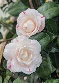 Camellia Japonica April Dawn Rose Garden Inspiration Japonica Lawn And Landscape