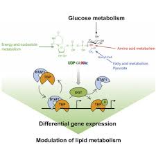 Download tata safari brochure in pdf format for free. Tata Box Binding Protein O Glcnacylation At T114 Regulates Formation Of The B Tfiid Complex And Is Critical For Metabolic Gene Regulation Sciencedirect