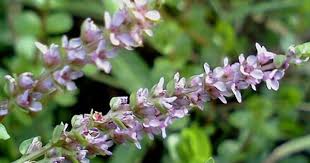 千屈菜科 水生植物 圓葉節節菜 水豬母乳 plants