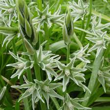 Image result for Ornithogalum flexuosum