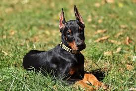 Oregon european dobermans small hobby breeder. Doberman Puppy At 12 Weeks