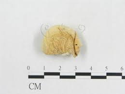 Image result for Scleroderma polyrhizon