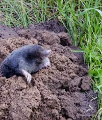 7 Effective Ways To Getting Rid Of Moles In The Garden And Yard Mole Repellent Garden Pests Mole