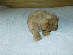 All dogs listed on this page are available to be homed. Puppies For Sale Near Me Find Your Puppy Vip Puppies Goldendoodle Puppy Puppies For Sale Miniature Goldendoodle Puppies