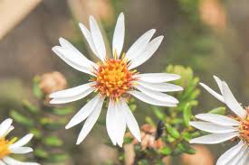 Image result for Commicarpus helenae