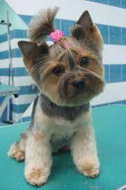 Resultat De Recherche D Images Pour Coupe Pour Yorkshire Yorkshire Chien Animaux