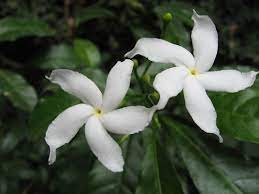 Maybe you would like to learn more about one of these? Most Popular Flower Names In Tamil English India Gardening