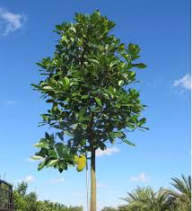 Image result for Artocarpus