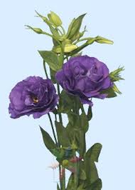 Lisianthus, often favored by floral designers when an elegant flower is needed for an arrangement, it is the epitome of a classy, versatile flower. Lisianthus Flower Information Lisianthus Cut Flower Flower Shop Network