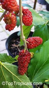 Image result for Morus