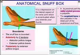 Maybe you would like to learn more about one of these? Anatomical Snuff Box The The Language Of Medicine Facebook
