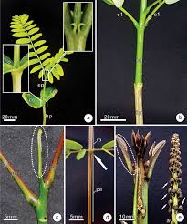 Image result for Schizolobium parahyba