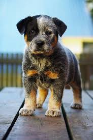 Black Australian Cattle Dog Blue Heeler Beautiful Blue Heeler Cattle Working Dog Love The Black Patch Over Her Eye Babyhunde Tierbilder Hundebabys