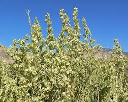 Image result for Atriplex