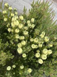 Image result for Callistemon