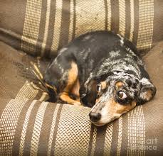 Shorthaired dachshunds require the least grooming because very few things cling to their coats. Black Short Haired Dachshund Photograph By Irina Afonskaya