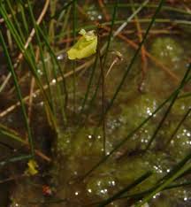 Image result for Utricularia reflexa