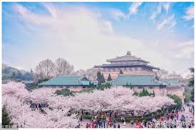 The website collected by this website comes from the. æ­¦æ¼¢å¤§å­¸æ«»èŠ±æ¯å¹´å¸å¼•ä¸Šç™¾è¬çš„éŠå®¢ é‚£éº¼æ«»èŠ±å'Œæ«»æ¡ƒæœ‰ä»€éº¼é—œä¿‚ æ¯æ—¥é ­æ¢