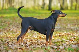 Sei mesi cucciolo di dare cibo 4 volte al giorno, portando l'anno per la fornitura di frequenza per tre volte al giorno. Le Migliori Crocchette Per Il Pinscher Tedesco Alimentazione Del Pinscher