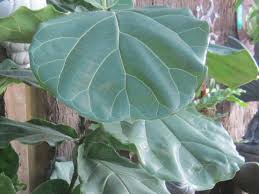 Use glasshouseworks ficus as the search words. Ficus Lyrata