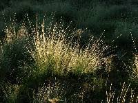 Image result for Eschenbachia gouanii
