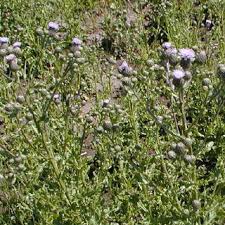 How can i feel better? Pdf Ecology And Management Of Canada Thistle Cirsium Arvense L Scop