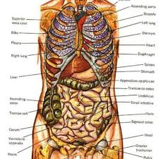 This female diagram template labels important parts of the. Female Human Body Organs Diagram Anatomy Body Human Body Diagram Human Body Organs Human Body Anatomy