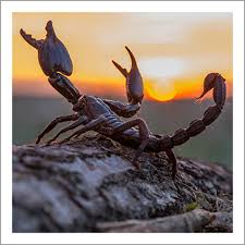 Scorpion's Glow & 12 Other Facts About These Amazing Arachnids - Edible  Insects