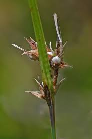 Image result for Scleria