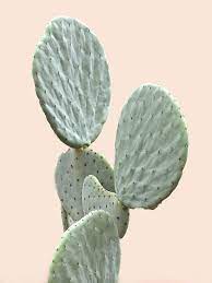 El término cactus procede de la lengua latina, aunque su raíz etimológica se halla en el griego káktos. Pin De Mahli En Plants Fotos De Cactus Cactus Y Suculentas Disenos De Unas
