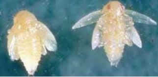 3 boxes containing ruthenium, tellurium & antimony (aswell as tungsten & zirconium). Flea Beetles On Vegetables Usu